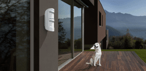 mpo dog